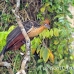 hoatzin_la_h_1014_ecu3086.jpg